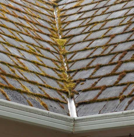 Roof Moss Removal Portland